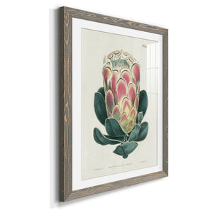 Protea N83 - Barnwood Framed Art Print