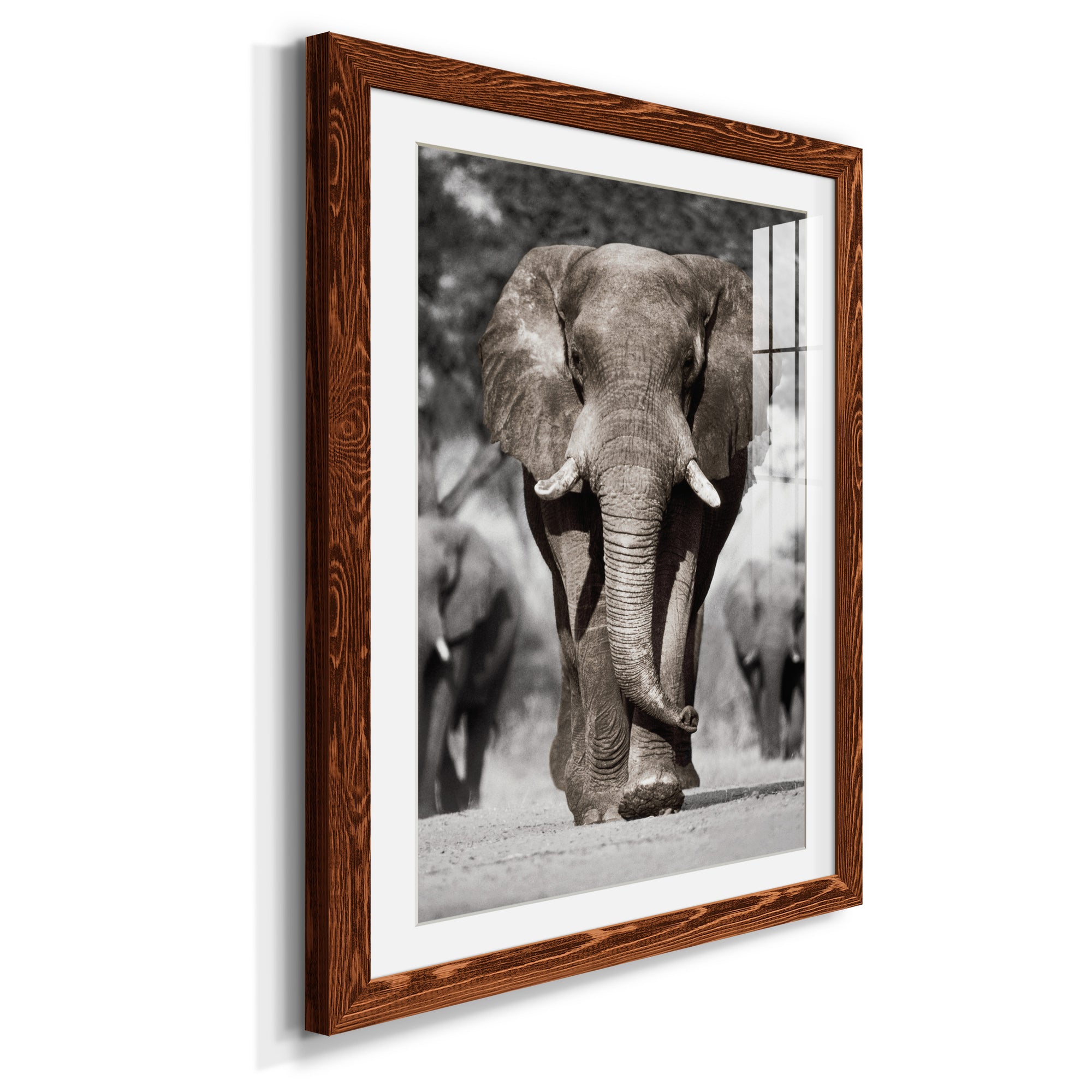 Botswana Patriarch - Barnwood Framed Art Print