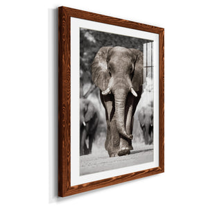 Botswana Patriarch - Barnwood Framed Art Print