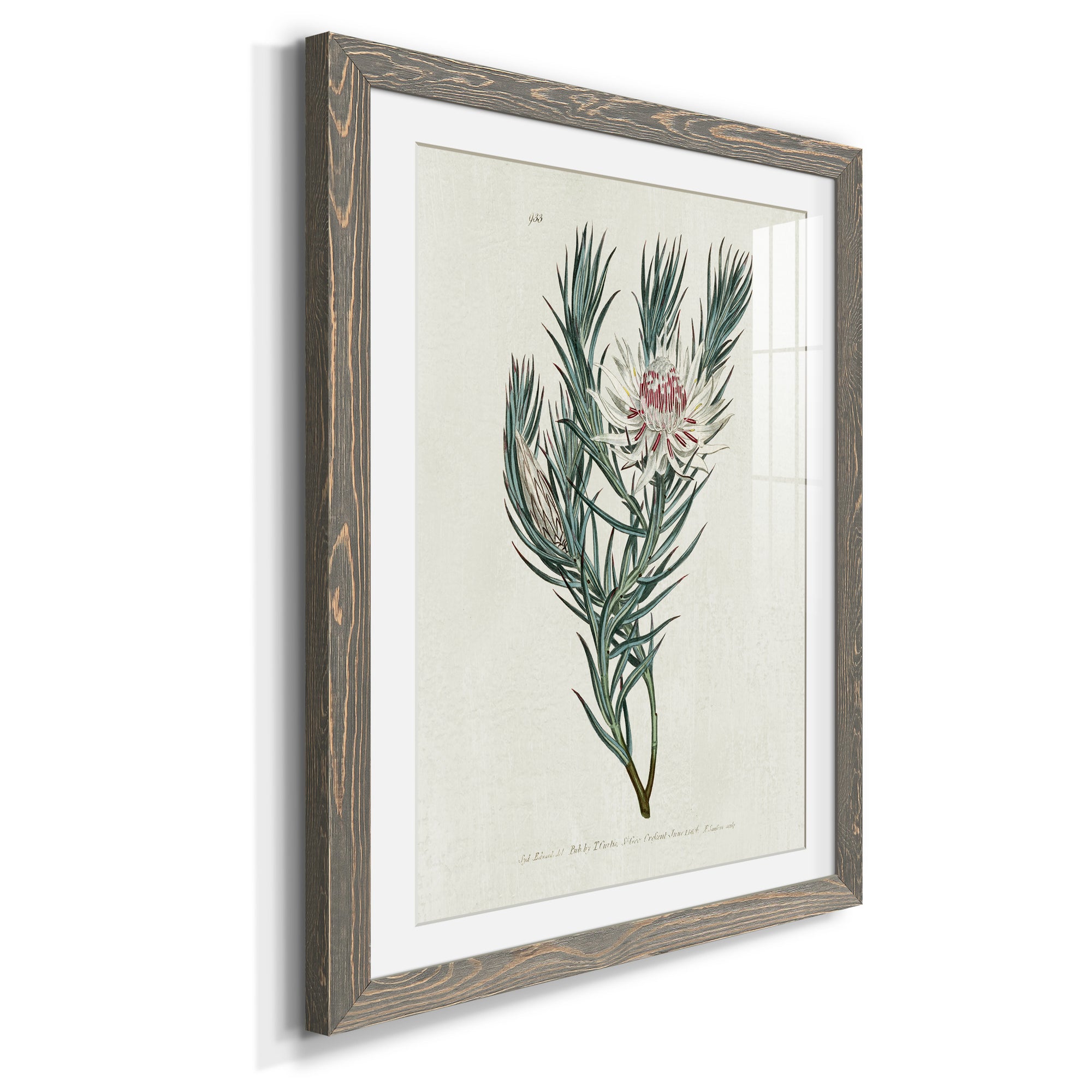 Protea N33 - Barnwood Framed Art Print