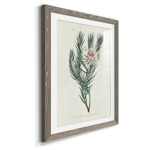 Protea N33 - Barnwood Framed Art Print