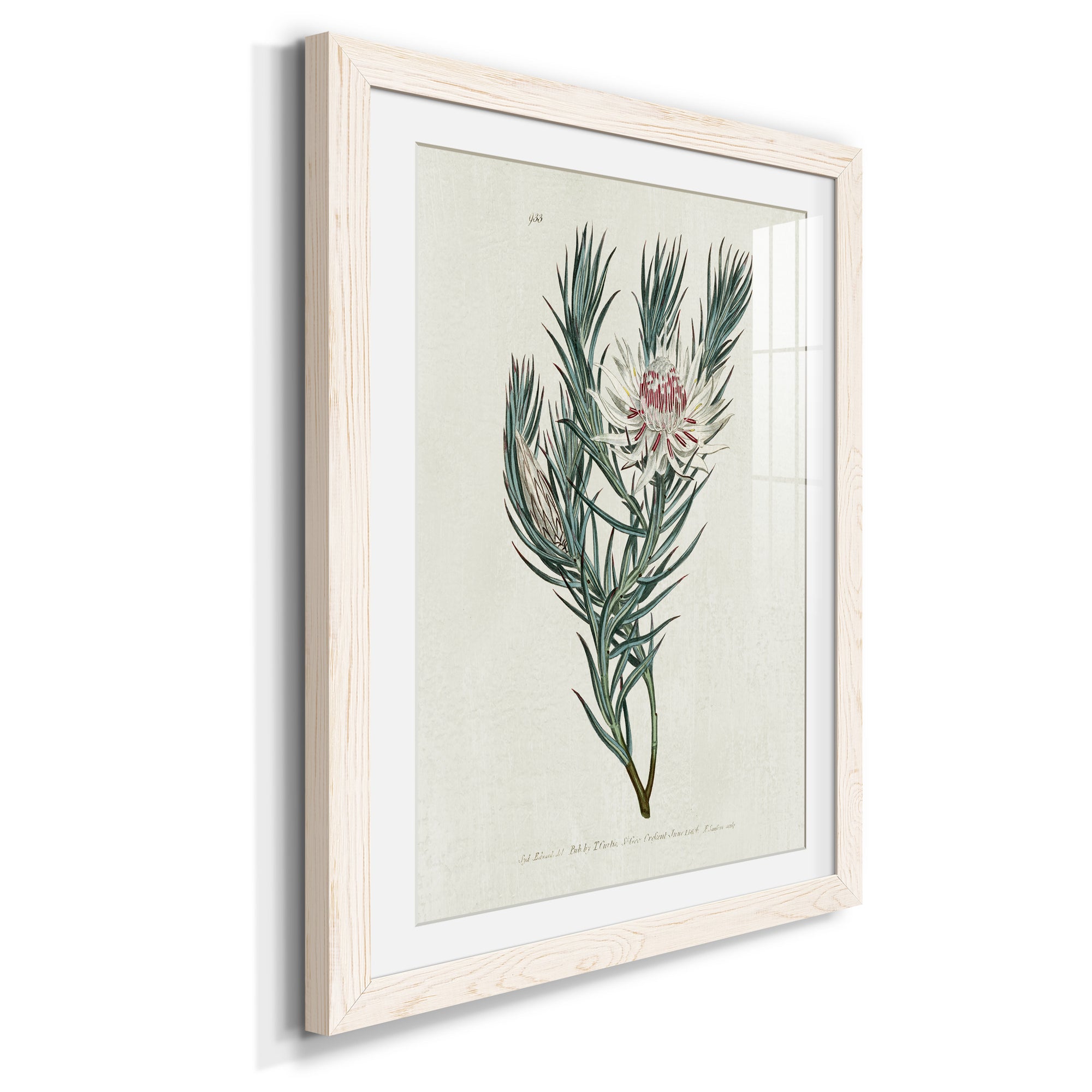 Protea N33 - Barnwood Framed Art Print