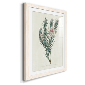 Protea N33 - Barnwood Framed Art Print