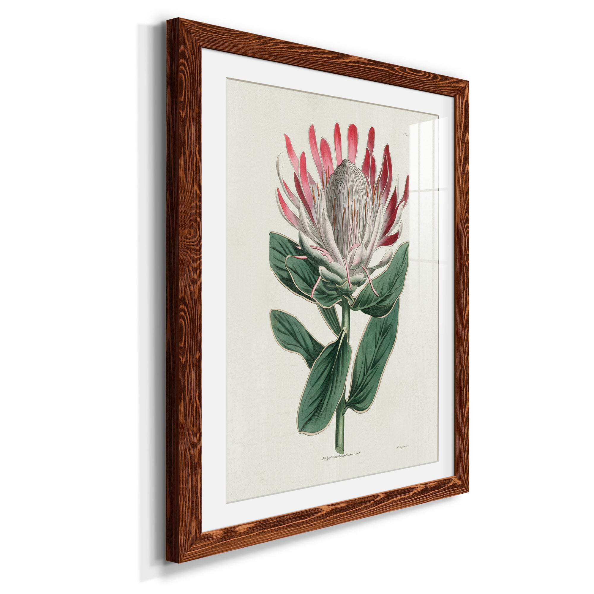 Protea N13 - Barnwood Framed Art Print