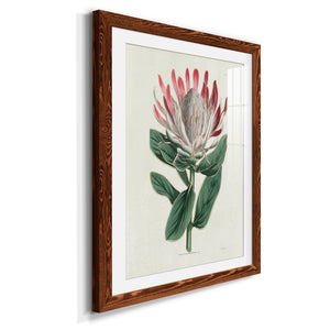 Protea N13 - Barnwood Framed Art Print