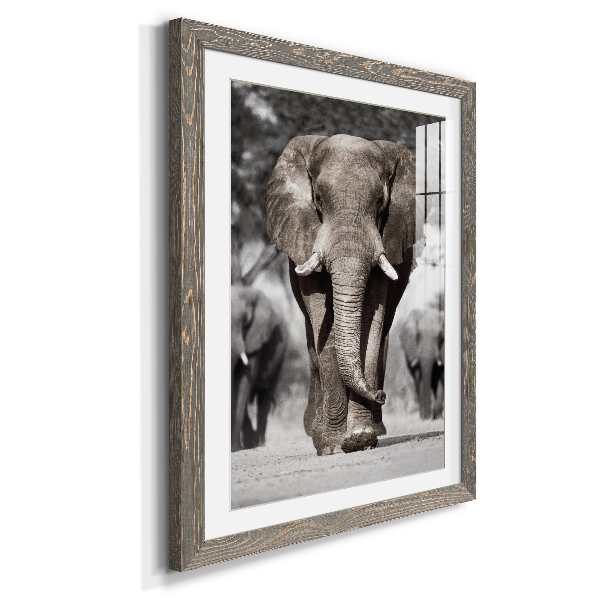 Botswana Patriarch - Barnwood Framed Art Print