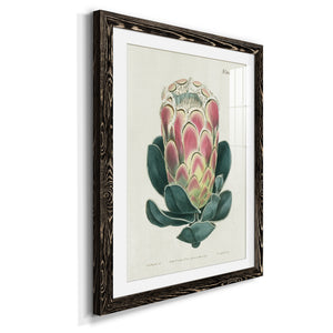 Protea N83 - Barnwood Framed Art Print