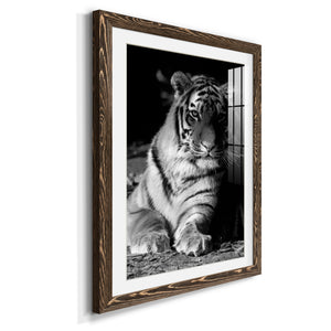 Tiger Repose - Barnwood Framed Art Print