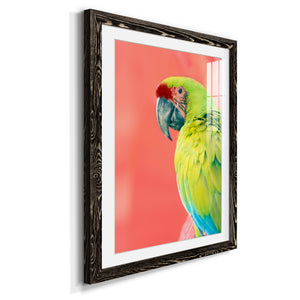 Green Macaw - Barnwood