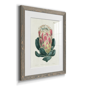 Protea N83 - Barnwood Framed Art Print