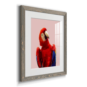 Honduras Wildlife - Barnwood