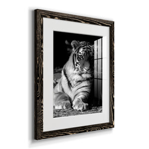 Tiger Repose - Barnwood Framed Art Print