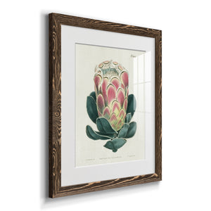 Protea N83 - Barnwood Framed Art Print