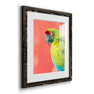 Green Macaw - Barnwood