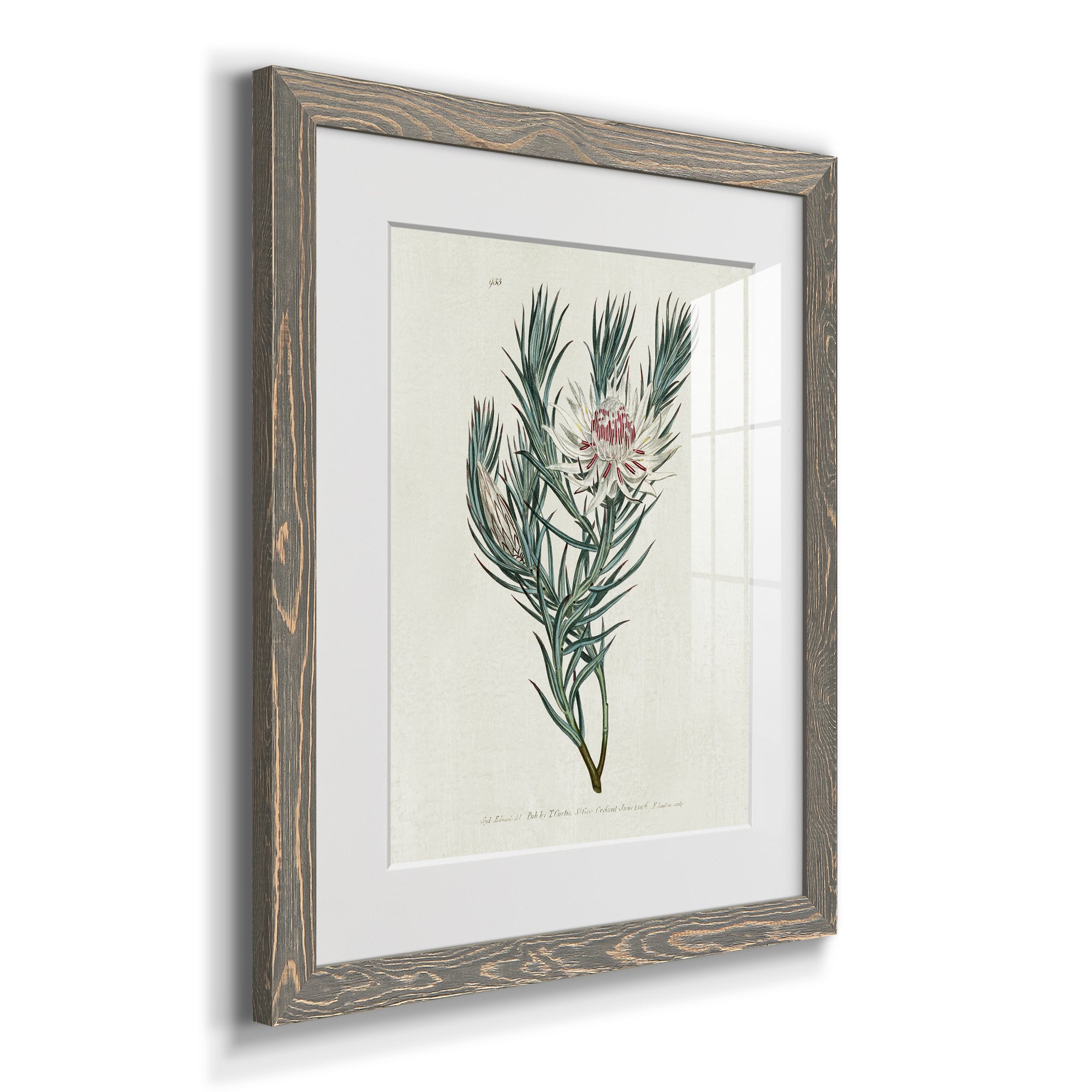Protea N33 - Barnwood Framed Art Print