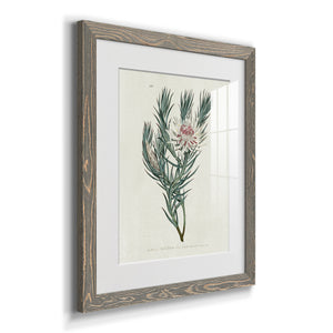 Protea N33 - Barnwood Framed Art Print