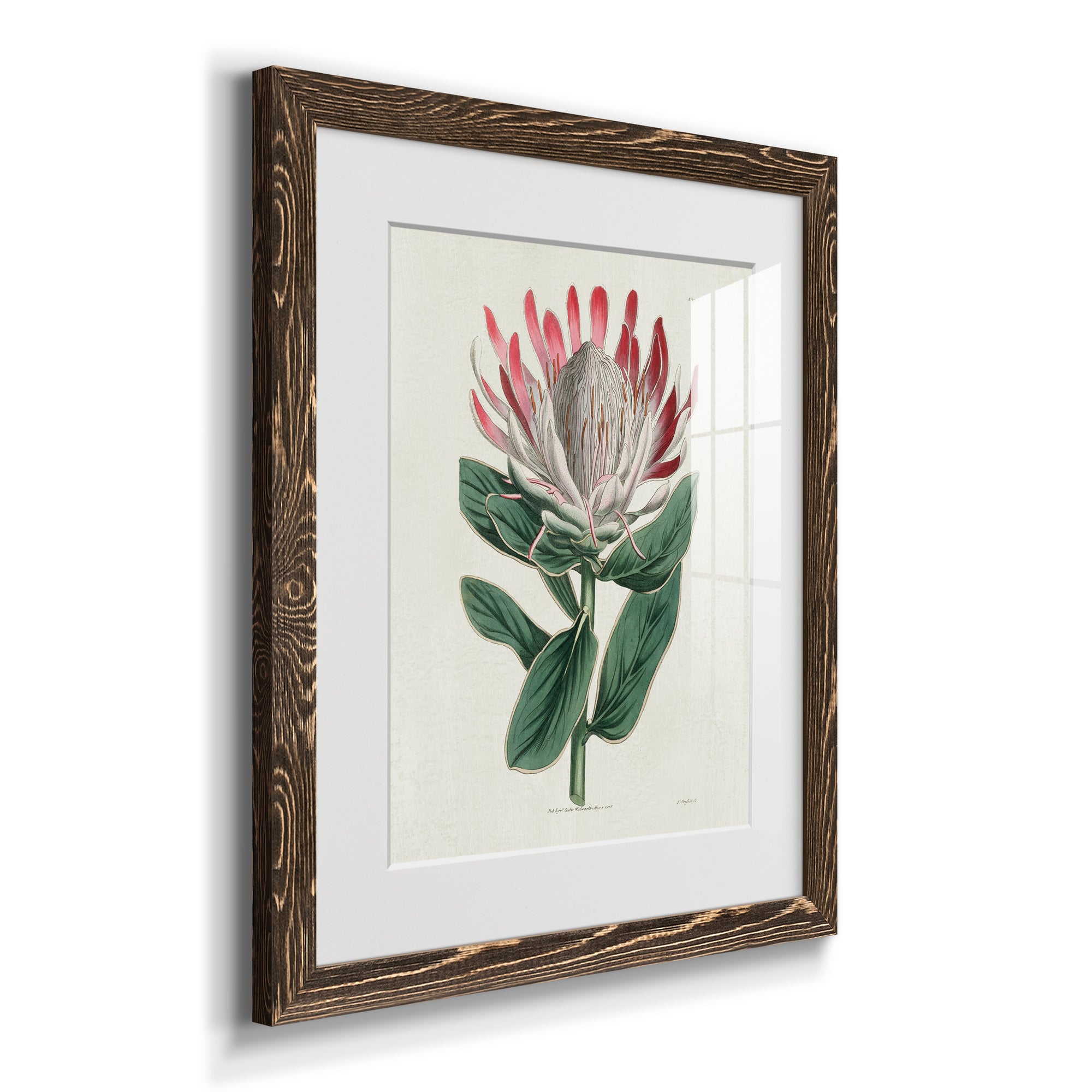 Protea N13 - Barnwood Framed Art Print