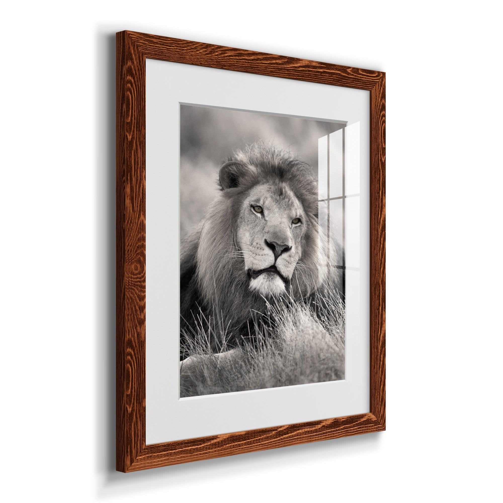 Pride of the Pride - Barnwood Framed Art Print