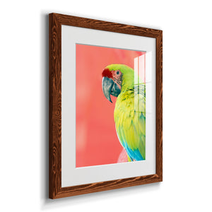 Green Macaw - Barnwood