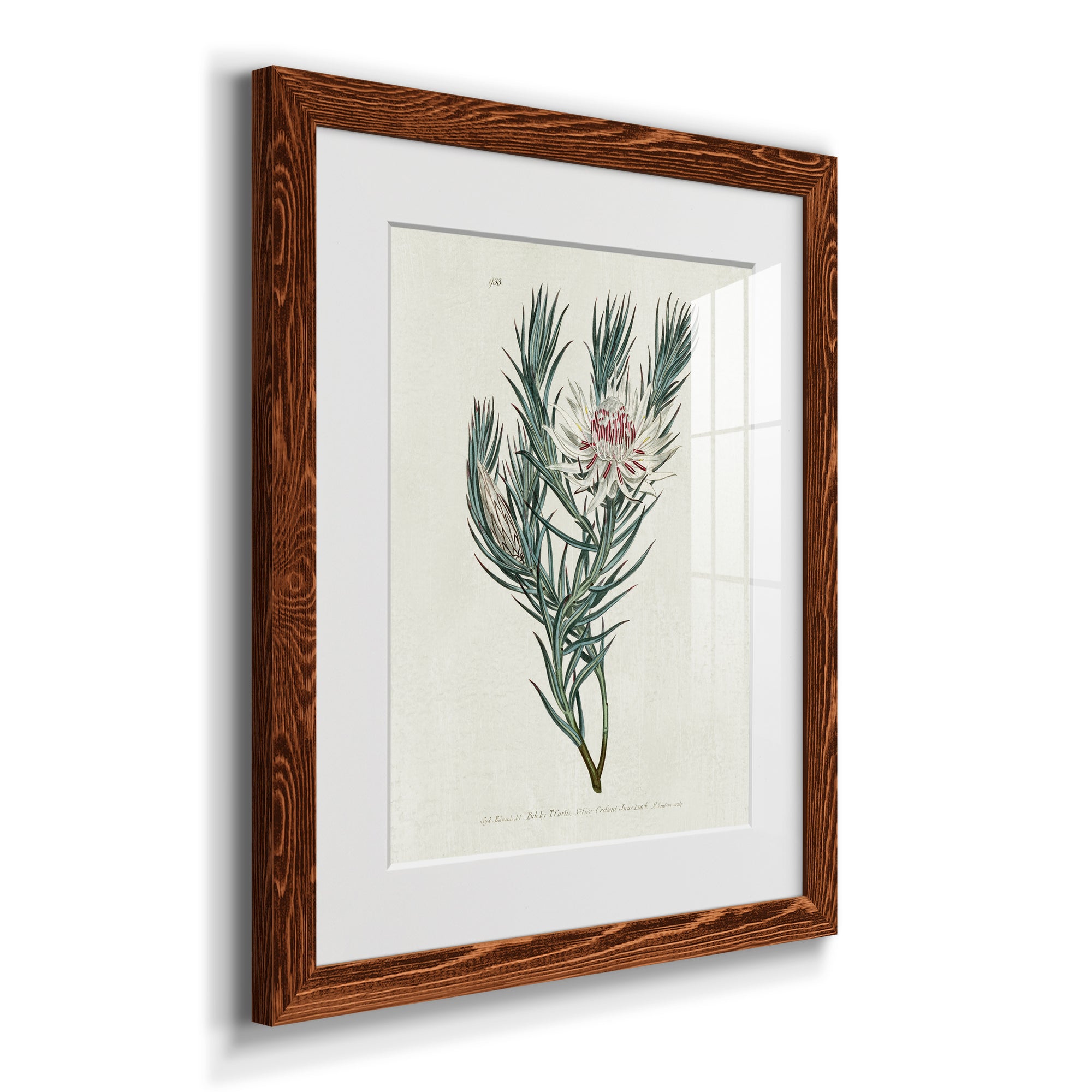 Protea N33 - Barnwood Framed Art Print
