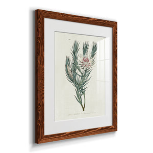 Protea N33 - Barnwood Framed Art Print