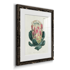 Protea N83 - Barnwood Framed Art Print
