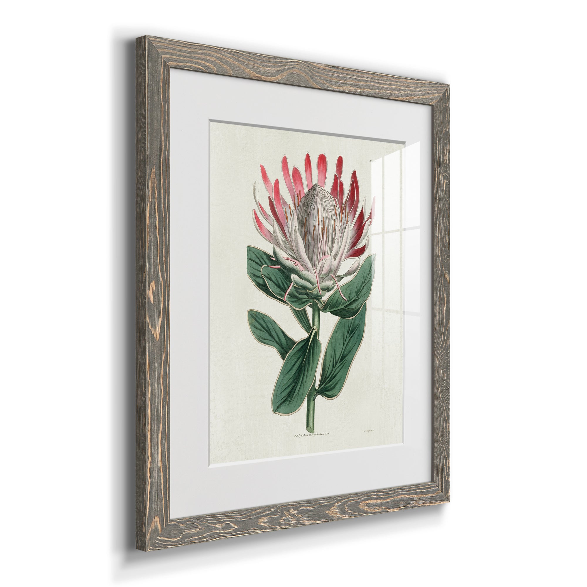 Protea N13 - Barnwood Framed Art Print