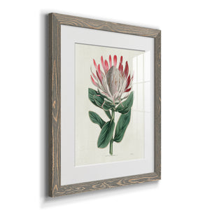 Protea N13 - Barnwood Framed Art Print