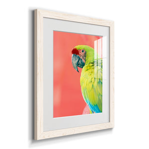 Green Macaw - Barnwood
