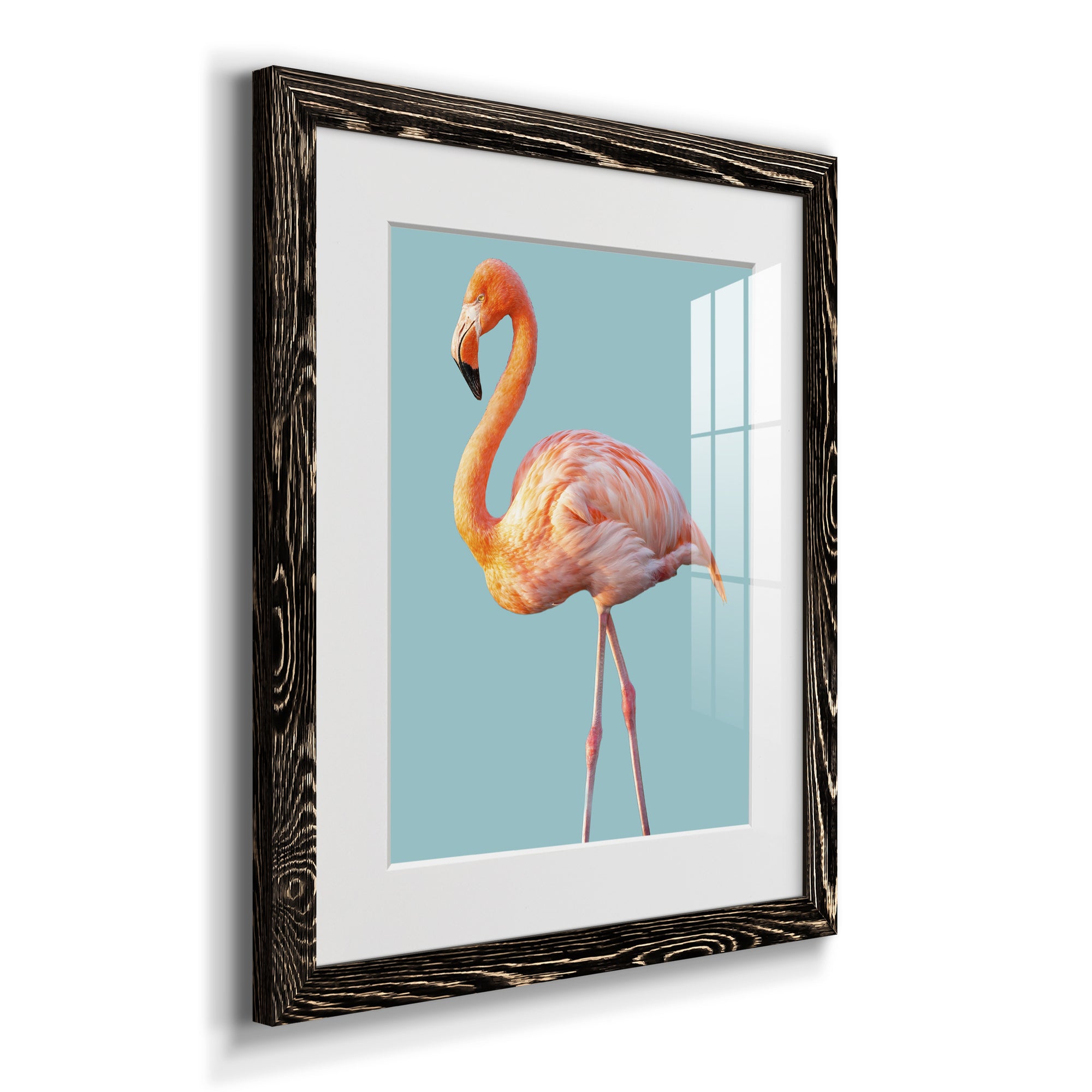 Flamingo - Barnwood