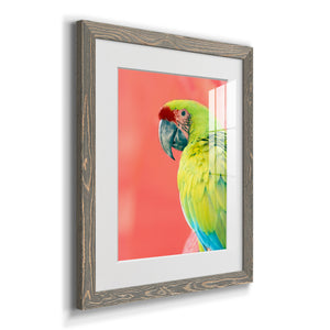 Green Macaw - Barnwood