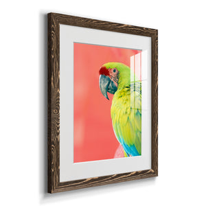 Green Macaw - Barnwood