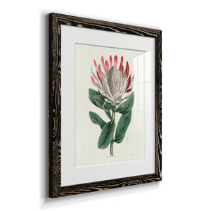Protea N13 - Barnwood Framed Art Print