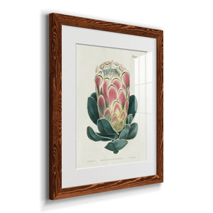 Protea N83 - Barnwood Framed Art Print