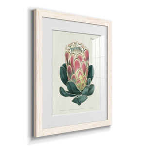 Protea N83 - Barnwood Framed Art Print