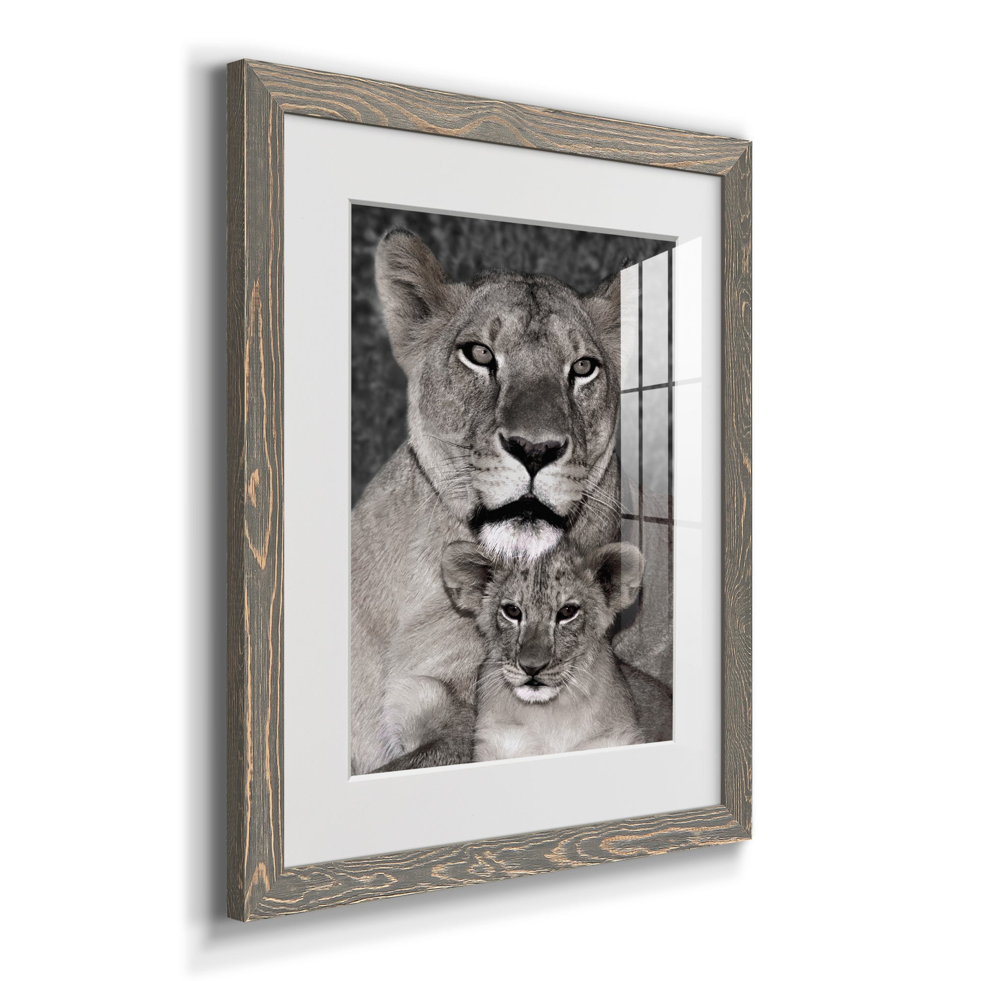 Lioness and Cub - Barnwood Framed Art Print