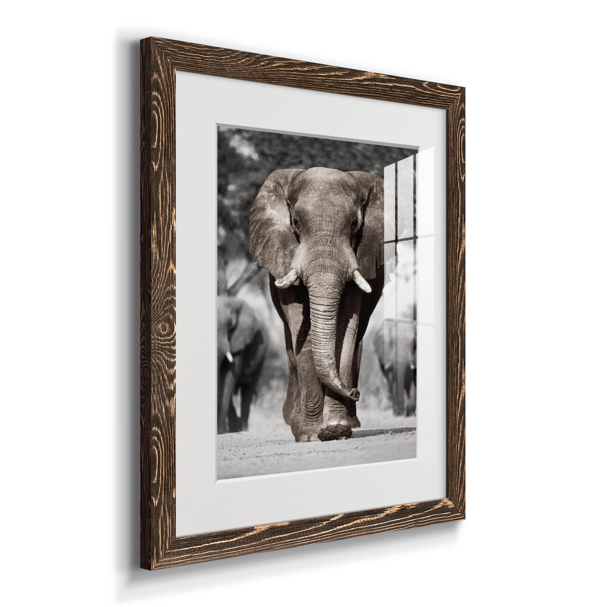 Botswana Patriarch - Barnwood Framed Art Print
