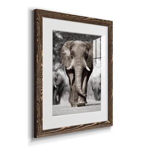 Botswana Patriarch - Barnwood Framed Art Print