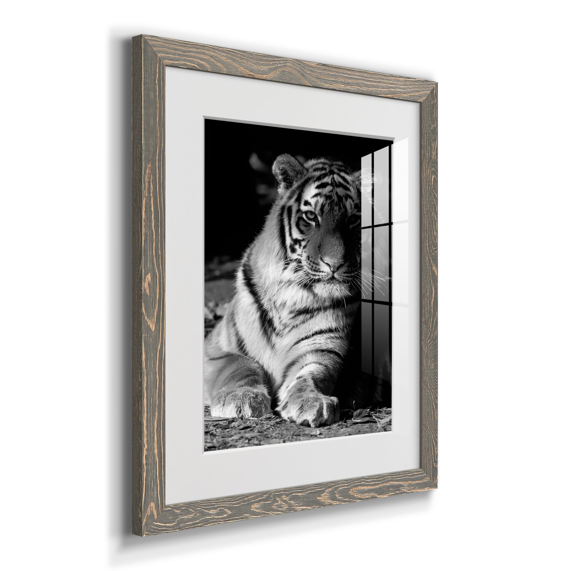 Tiger Repose - Barnwood Framed Art Print