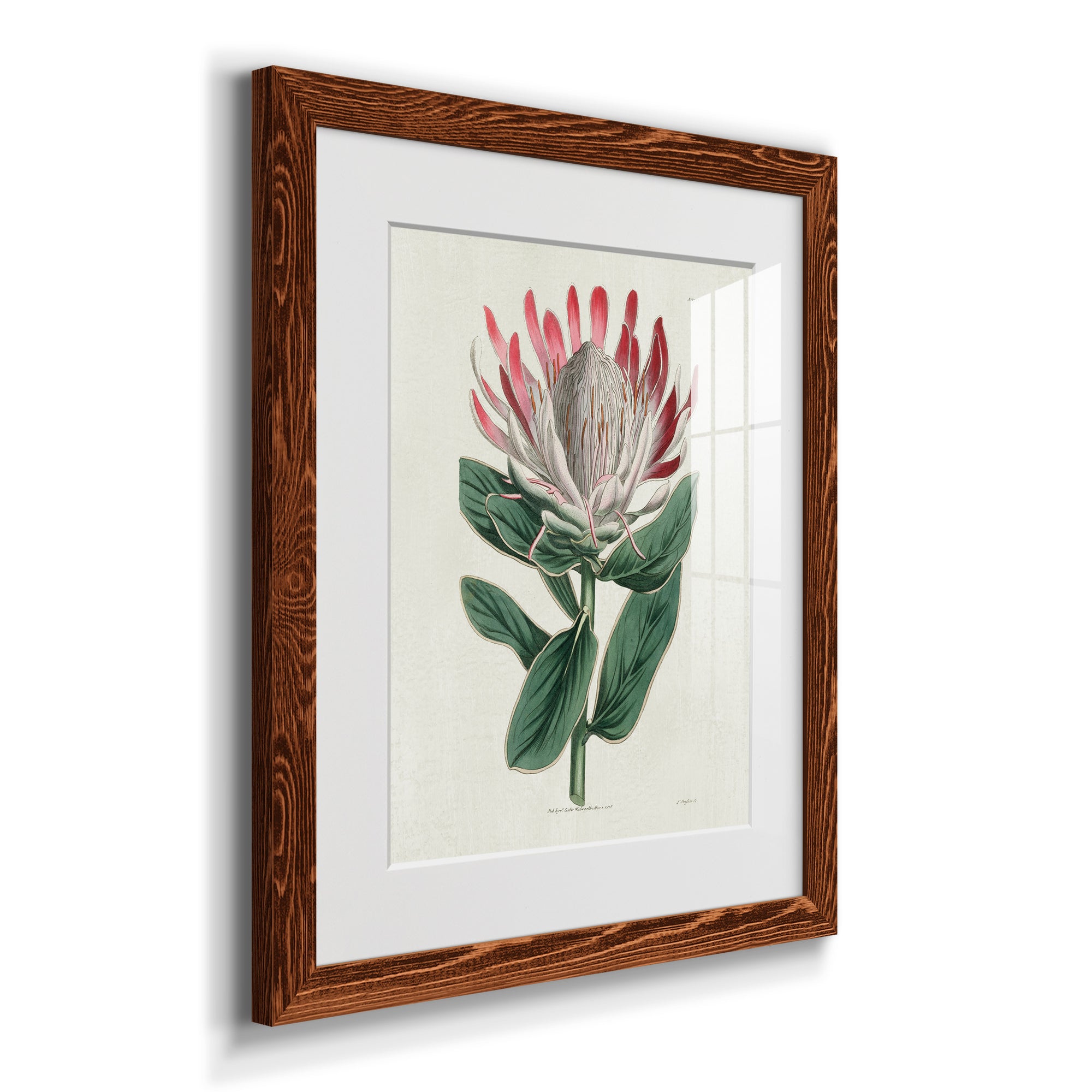 Protea N13 - Barnwood Framed Art Print