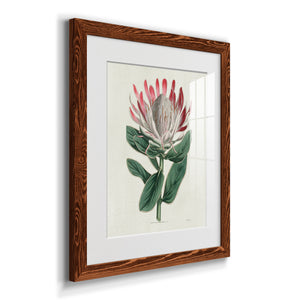 Protea N13 - Barnwood Framed Art Print