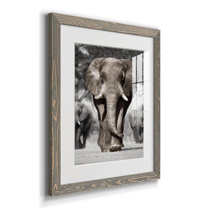 Botswana Patriarch - Barnwood Framed Art Print