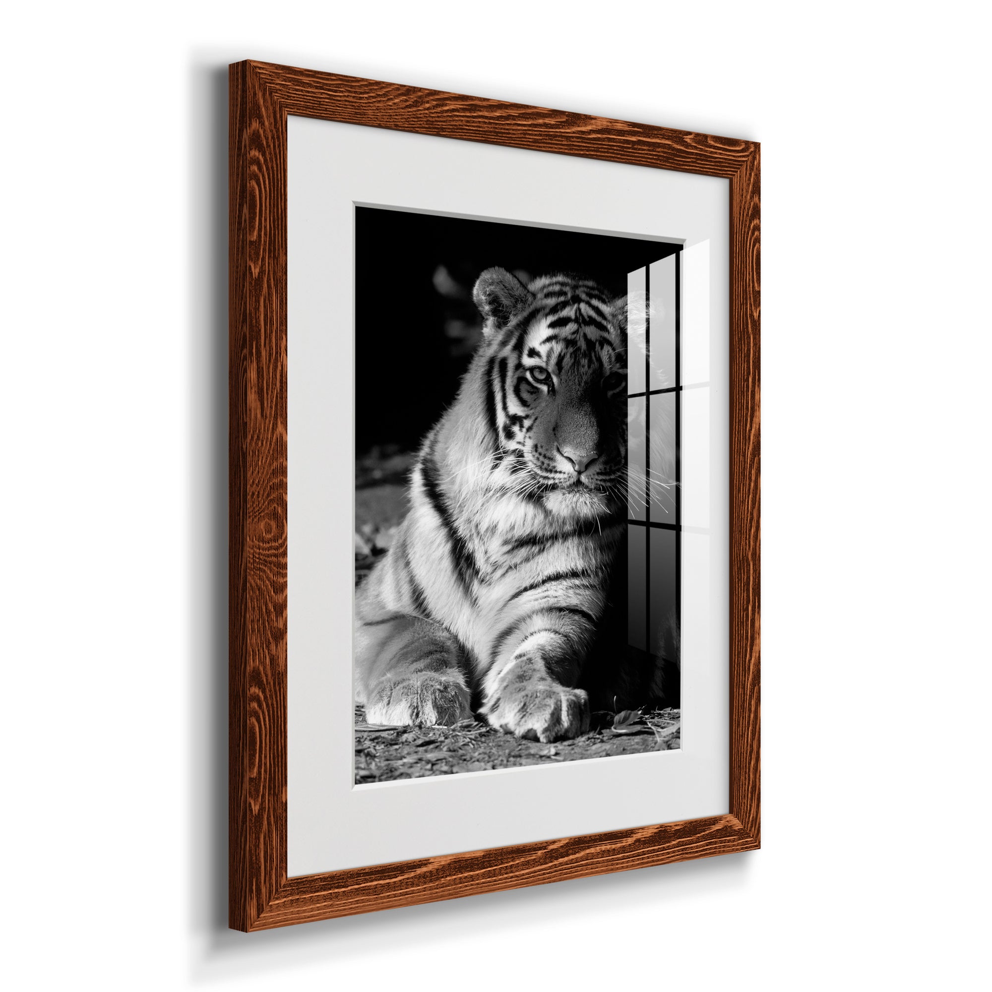 Tiger Repose - Barnwood Framed Art Print