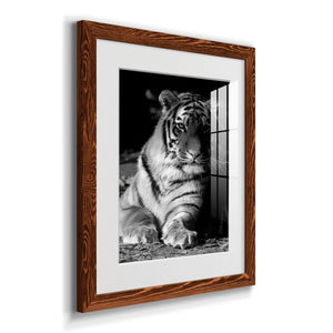 Tiger Repose - Barnwood Framed Art Print