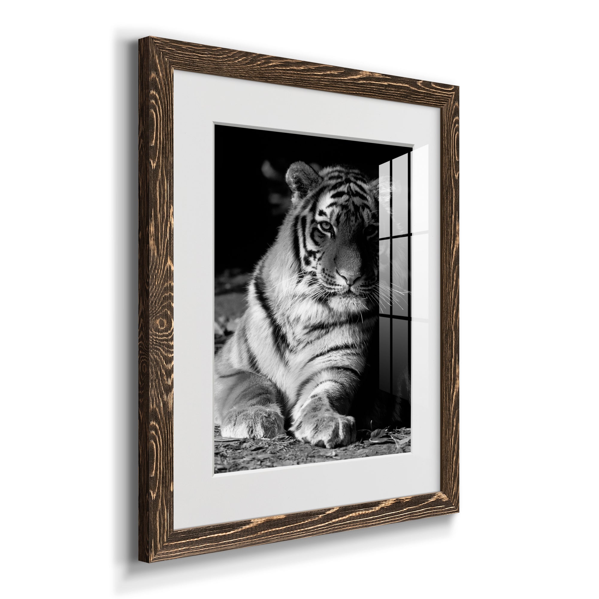 Tiger Repose - Barnwood Framed Art Print
