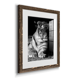 Tiger Repose - Barnwood Framed Art Print