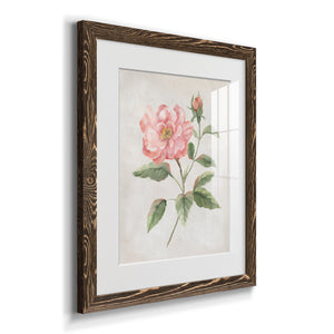 Grandiflora II - Barnwood Framed Art Print