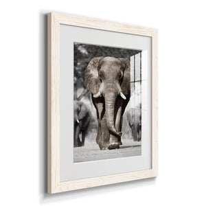Botswana Patriarch - Barnwood Framed Art Print