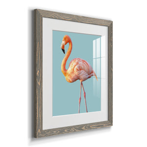 Flamingo - Barnwood
