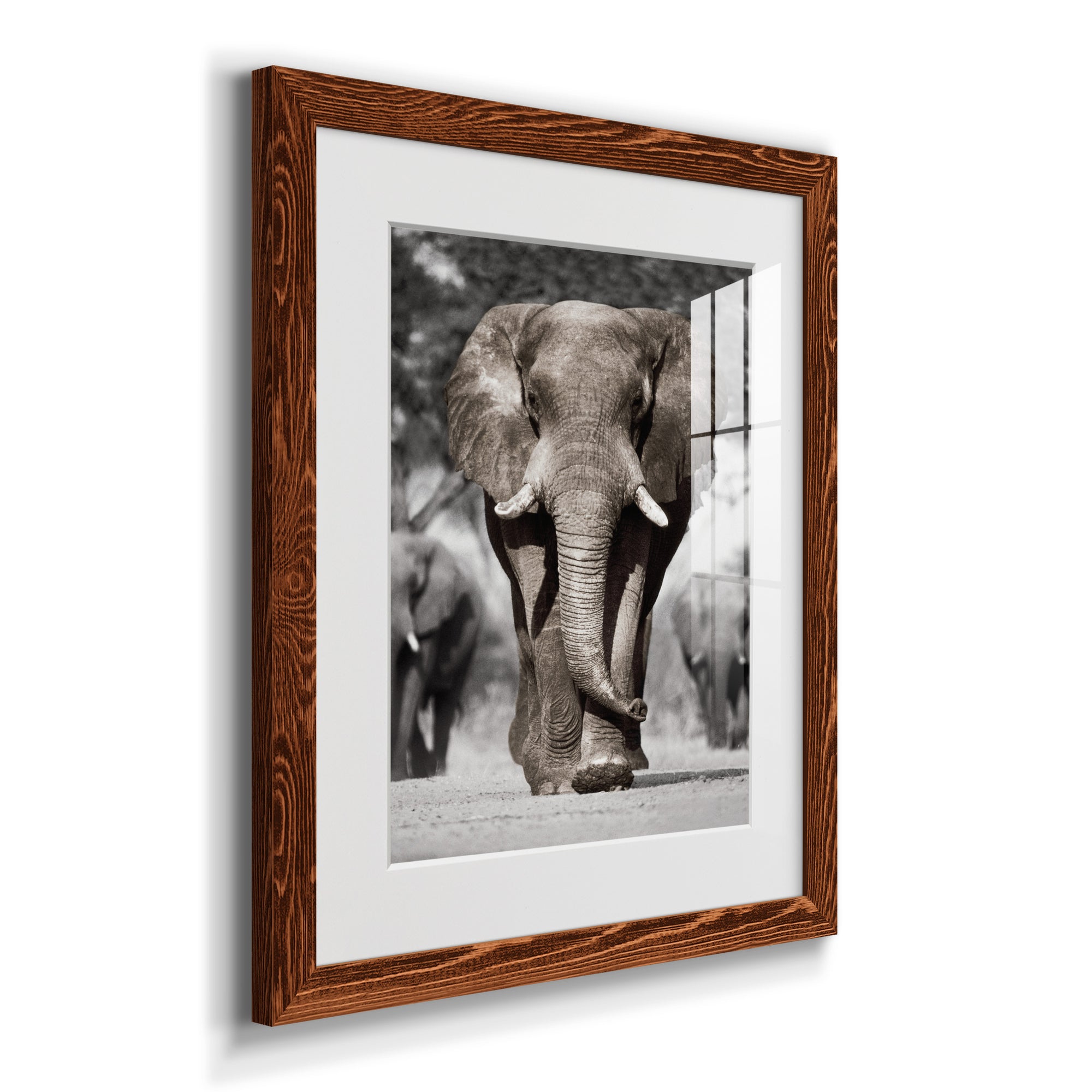 Botswana Patriarch - Barnwood Framed Art Print